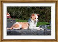 Framed Border Collie puppy dog lying