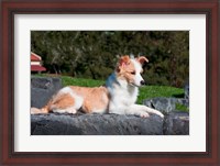 Framed Border Collie puppy dog lying