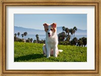 Framed Border Collie puppy dog in a field