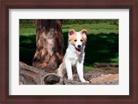 Framed Border Collie puppy dog  by a tree