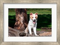 Framed Border Collie puppy dog  by a tree