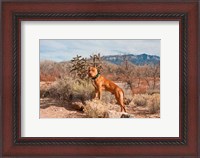 Framed American Pitt Bull Terrier dog, New Mexico