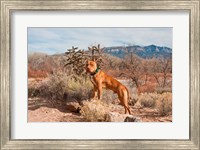 Framed American Pitt Bull Terrier dog, New Mexico