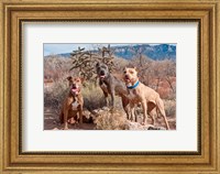 Framed Three Pitt Bull Terrier dog, New Mexico