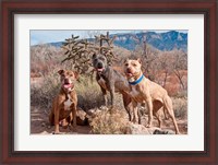 Framed Three Pitt Bull Terrier dog, New Mexico