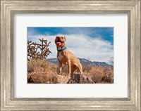 Framed Pitt Bull Terrier dog