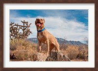 Framed Pitt Bull Terrier dog