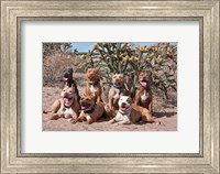 Framed American Pitt Bull Terrier dogs, cactus