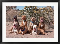Framed American Pitt Bull Terrier dogs, cactus