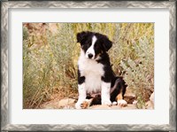 Framed Border Collie puppy dog