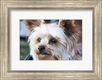 Framed Waitching Dog with Intent