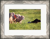 Framed Purebred Border collie dog and Merino sheep