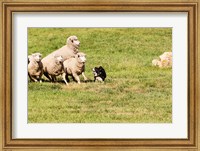 Framed Purebred Border Collie dog and sheep