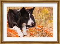 Framed Purebred Border Collie dog on moss rock