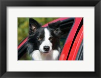 Framed Purebred Border Collie dog, red truck window