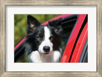 Framed Purebred Border Collie dog, red truck window