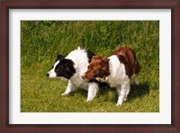 Framed Purebred Border Collie dogs