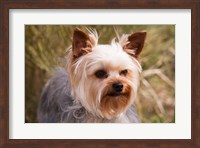 Framed Purebred Yorkshire Terrier Dog