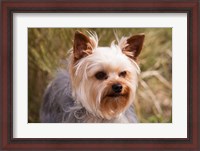 Framed Purebred Yorkshire Terrier Dog