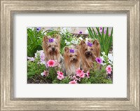 Framed Purebred Yorkshire Terrier Dog in flowers