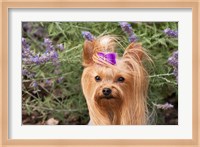 Framed Purebred Yorkshire Terrier dog, purple bow