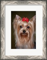 Framed Show Yorkshire Terrier Dog with red bow