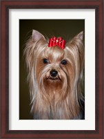 Framed Show Yorkshire Terrier Dog with red bow