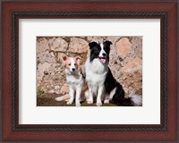 Framed adult Border Collie dog with puppy