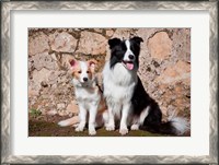 Framed adult Border Collie dog with puppy