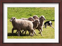 Framed Purebred Border Collie dog turning sheep