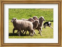 Framed Purebred Border Collie dog turning sheep