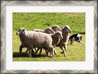 Framed Purebred Border Collie dog turning sheep
