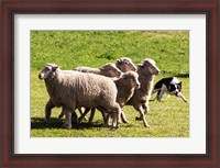 Framed Purebred Border Collie dog turning sheep