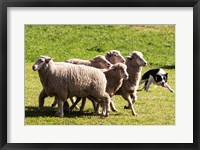 Framed Purebred Border Collie dog turning sheep