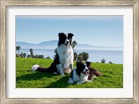 Framed Two Border Collie dogs