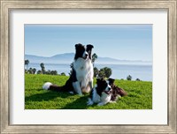Framed Two Border Collie dogs