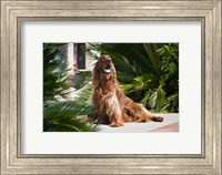 Framed Irish Setter dog surrounded by cycads