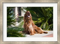 Framed Irish Setter dog surrounded by cycads