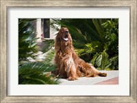 Framed Irish Setter dog surrounded by cycads