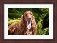 Framed Irish Setter lying surrounded by greenery