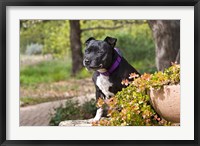 Framed Staffordshire Bull Terrier dog in a garden
