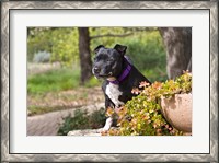 Framed Staffordshire Bull Terrier dog in a garden