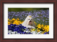 Framed USA, California Maltese lying in flowers with yellow bow