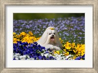 Framed USA, California Maltese lying in flowers with yellow bow