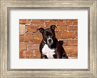 Framed American Staffordshire Terrier dog