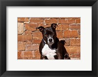 Framed American Staffordshire Terrier dog