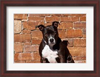 Framed American Staffordshire Terrier dog