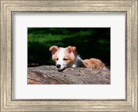 Framed Border Collie puppy dog looking over a log