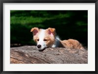 Framed Border Collie puppy dog looking over a log