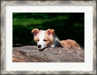 Framed Border Collie puppy dog looking over a log